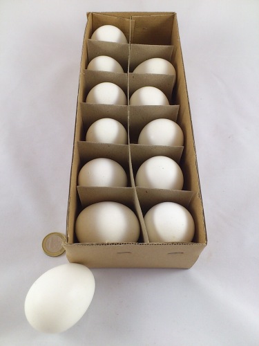 Chicken egg 12 p. white